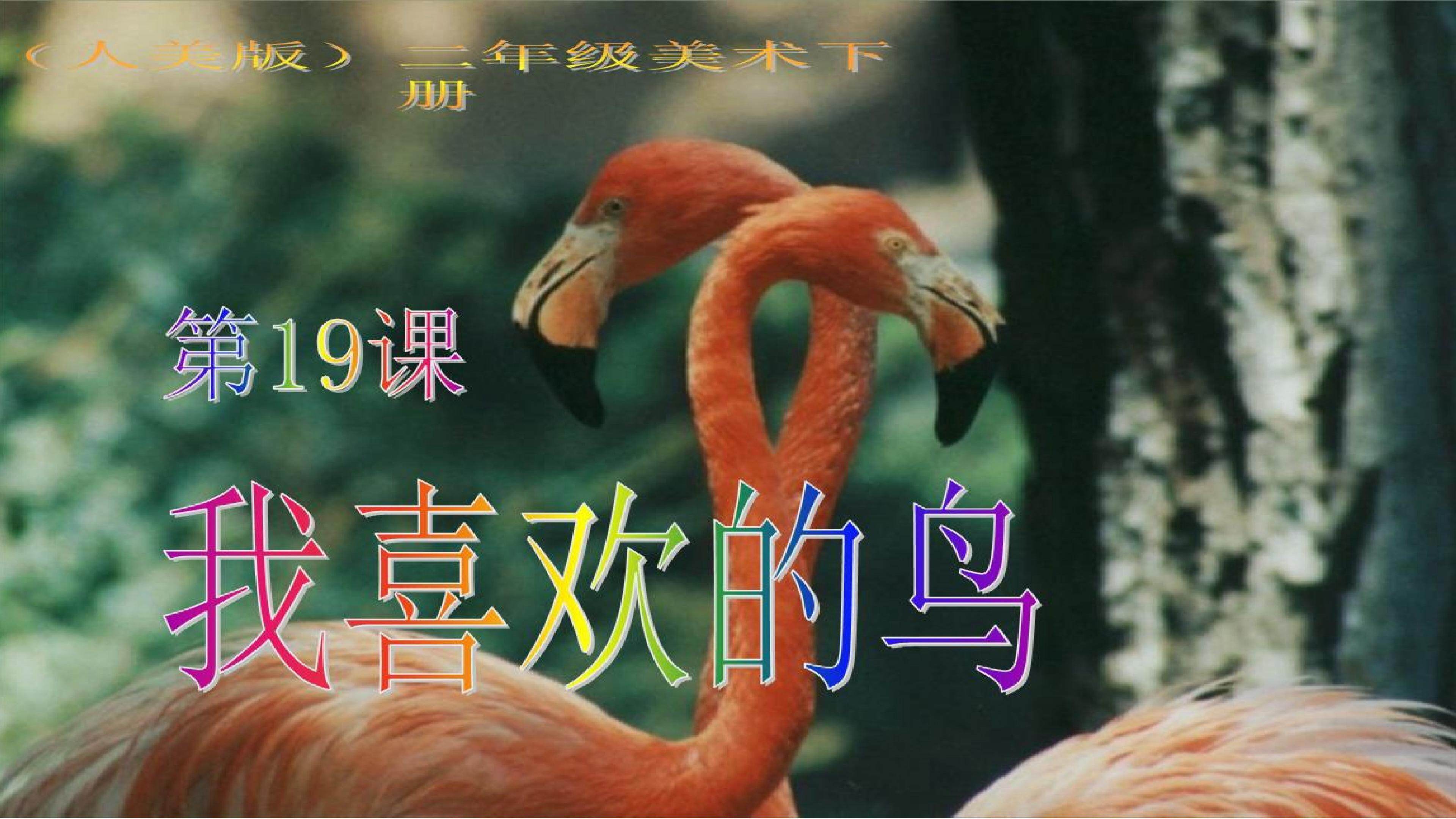 19.我喜欢的鸟