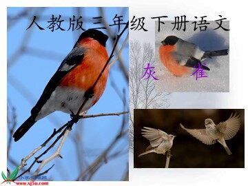 5 灰雀