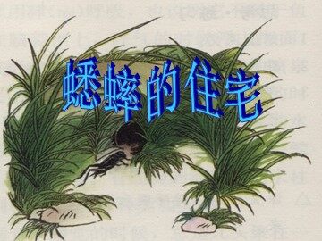 7 蟋蟀的住宅