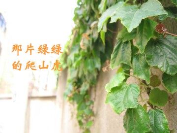 那片绿绿的爬山虎_课件1