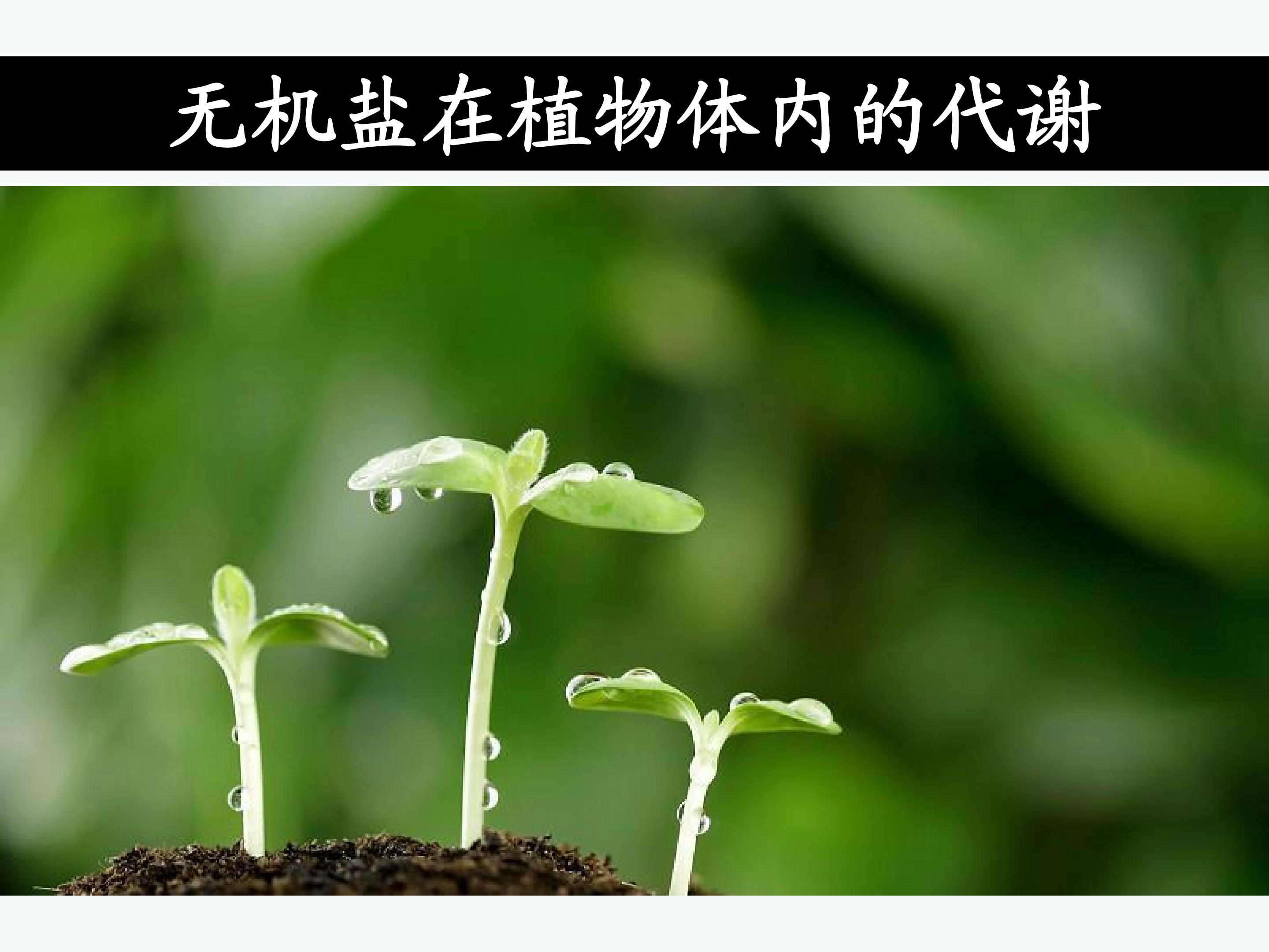 无机盐在植物体内的代谢_课件1