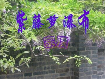 紫藤萝瀑布_课件1