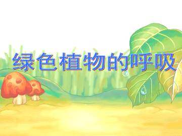 绿色植物的呼吸_课件4