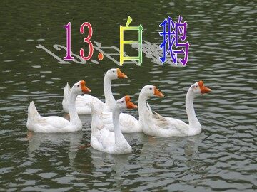 13 白鹅