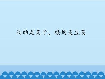 高的是麦子，矮的是豆荚_课件1