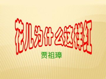 花儿为什么这样红_课件4