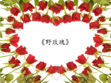 《野玫瑰》_课件1
