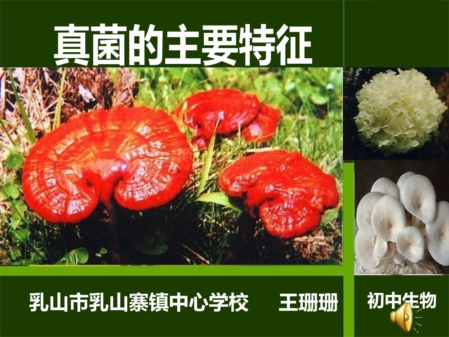 真菌的主要特征_生物_初中_王珊珊