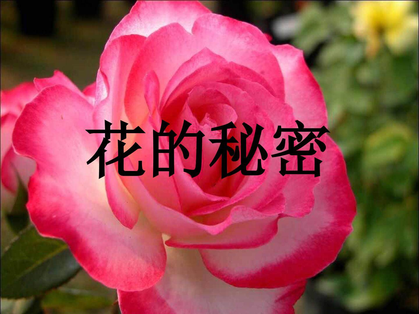 花的秘密_课件1