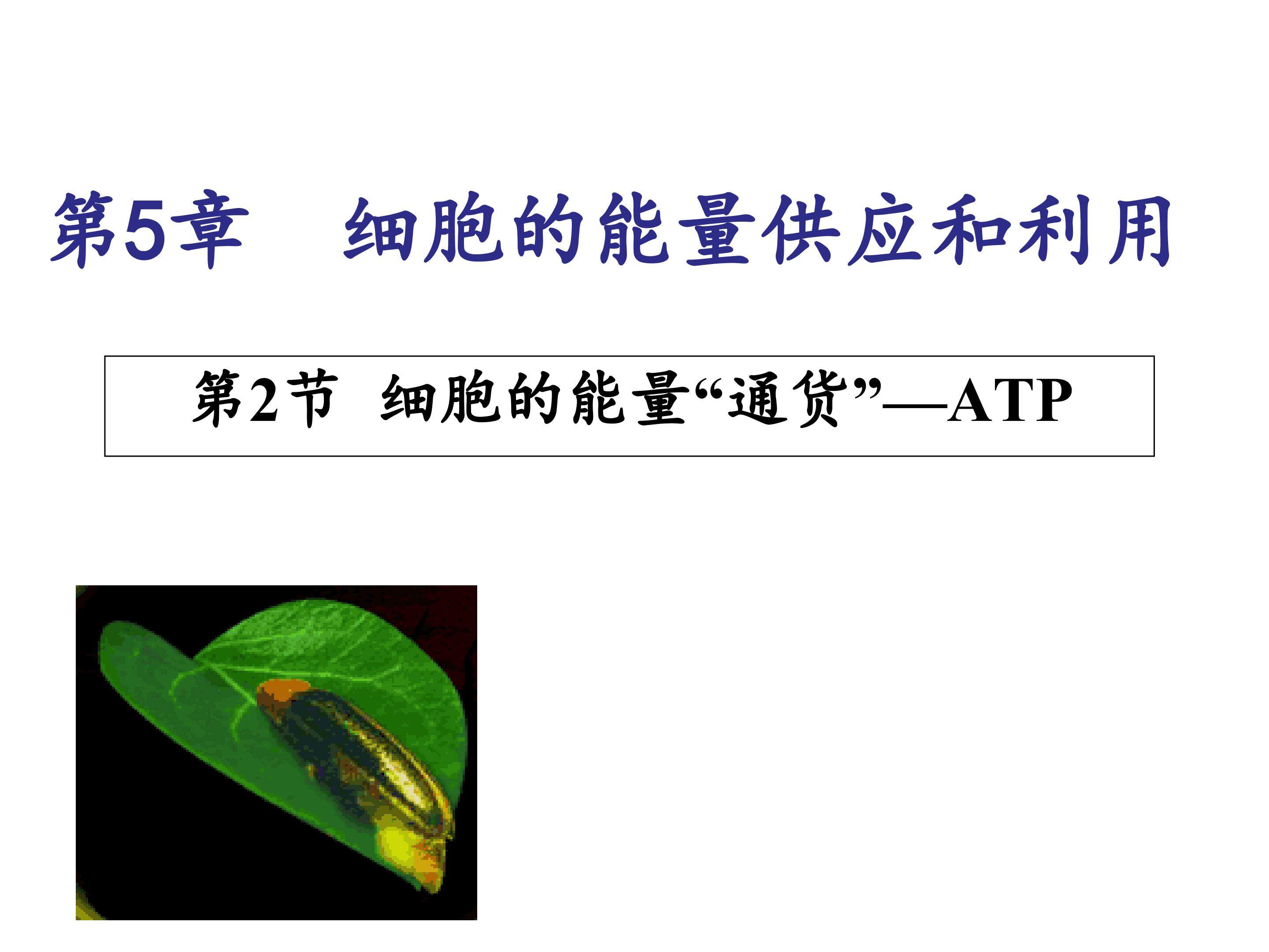 细胞的能量“通货”-ATP