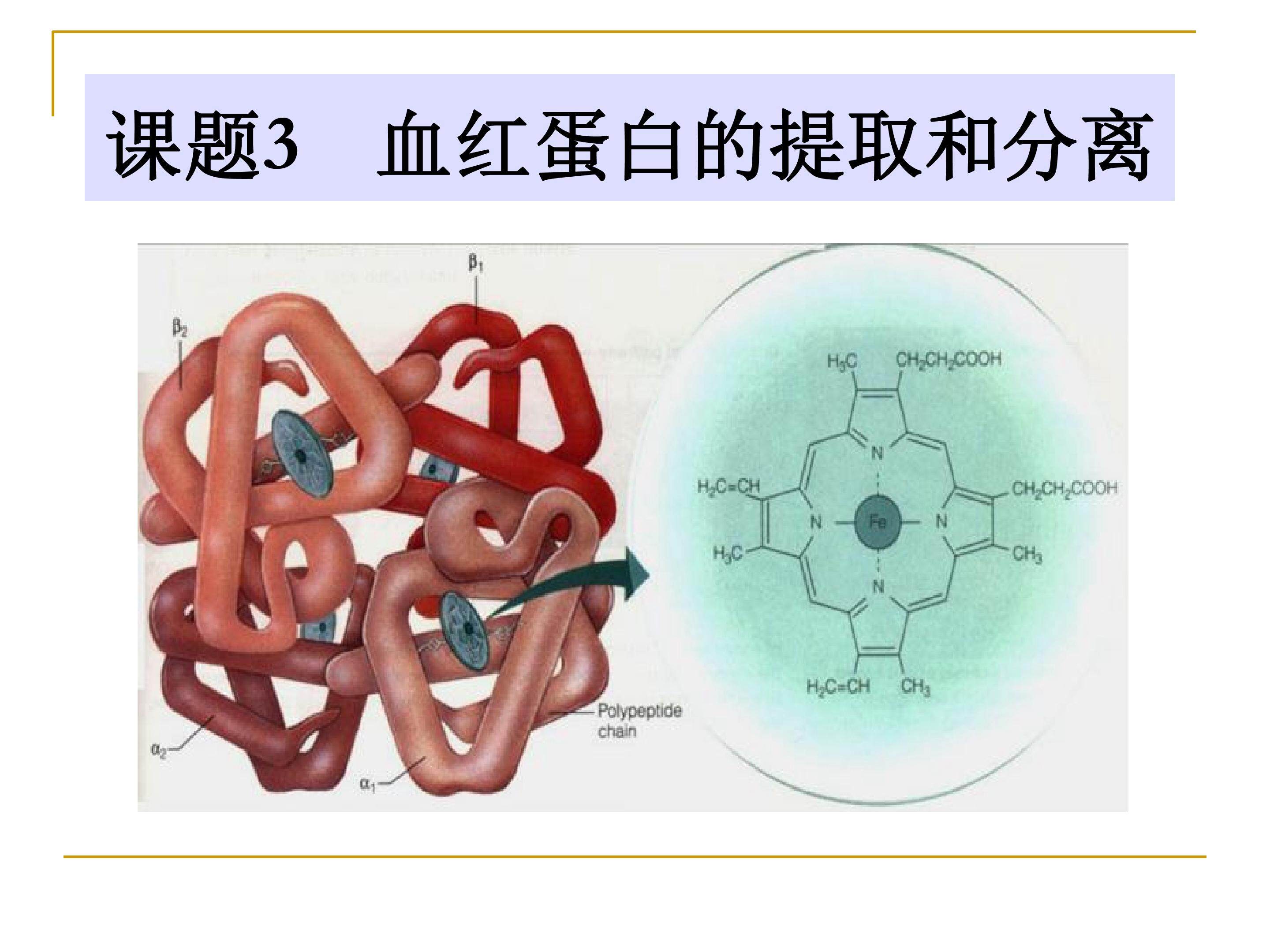 血红蛋白的提取和分离