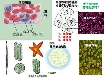 科学前沿  组装细胞
