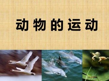 动物的运动_课件1