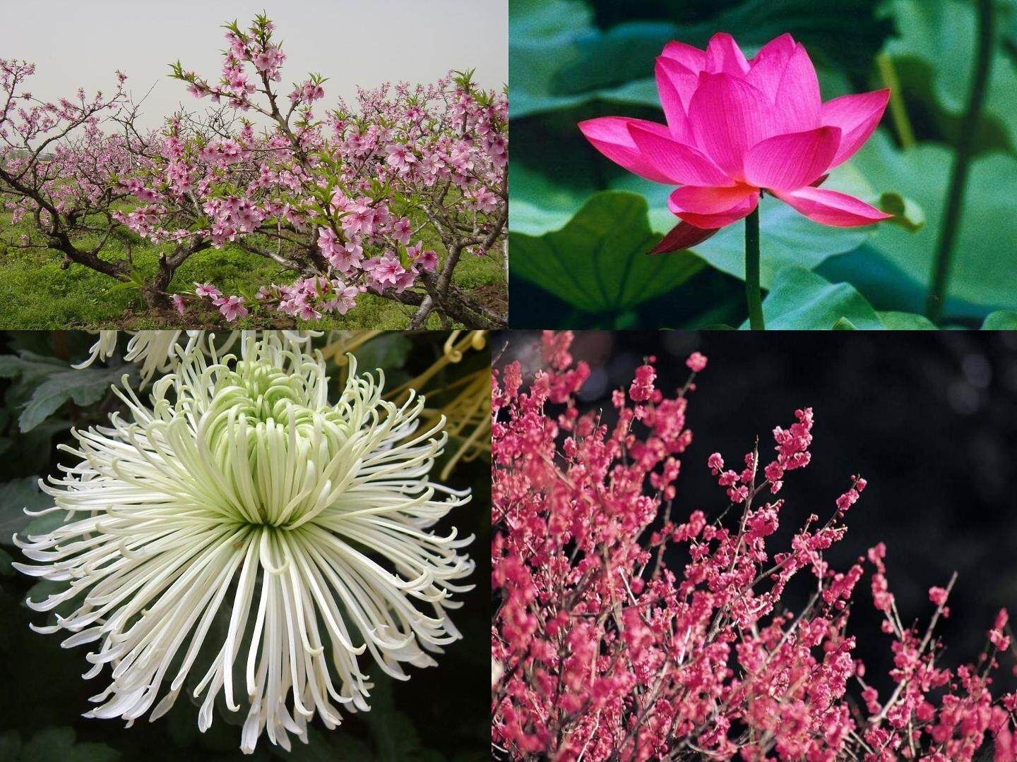 《开花和结果》课件