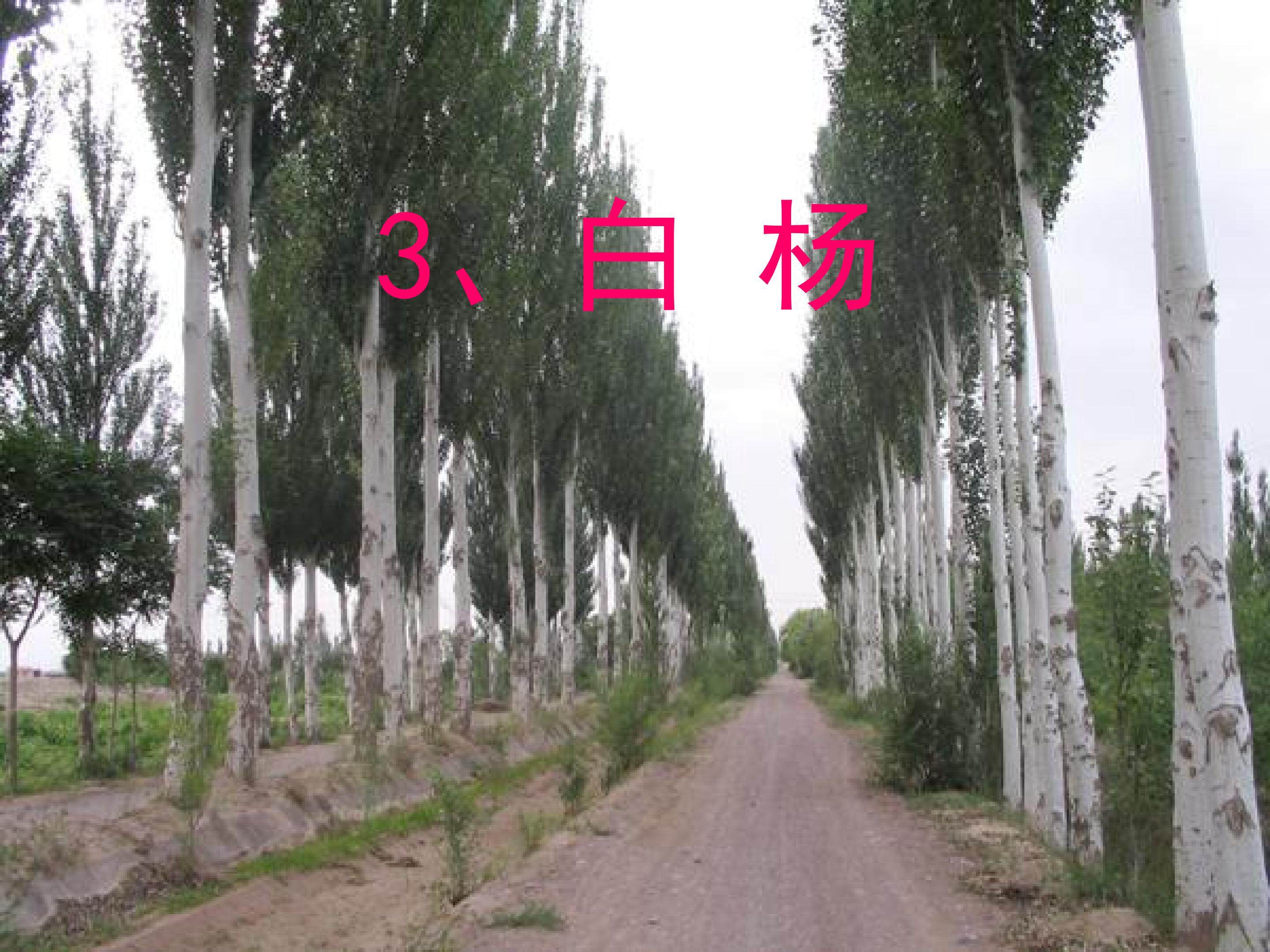《白杨》