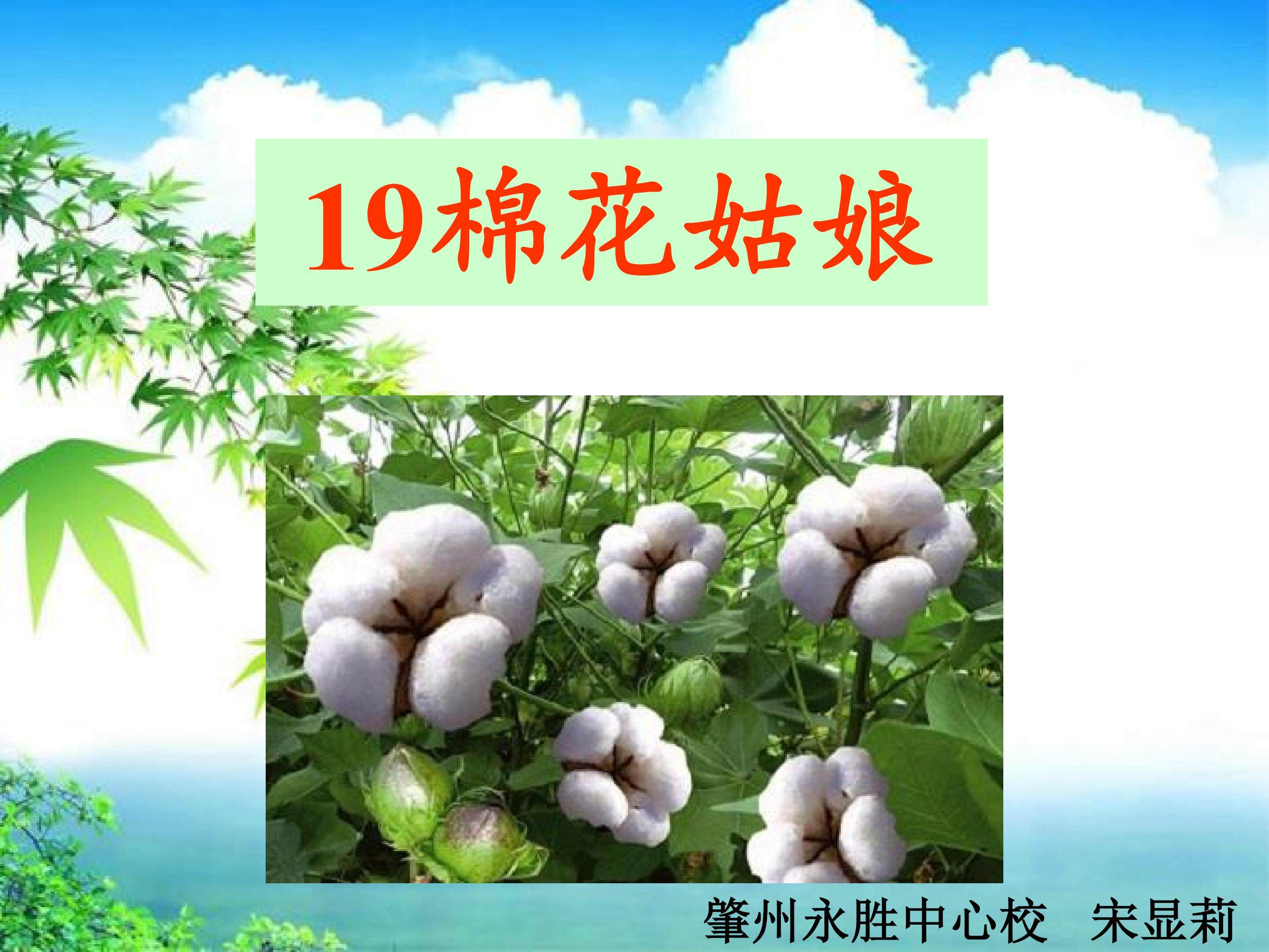 棉花姑娘