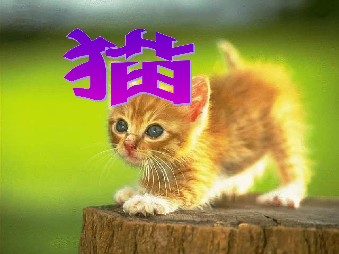 猫_课件1