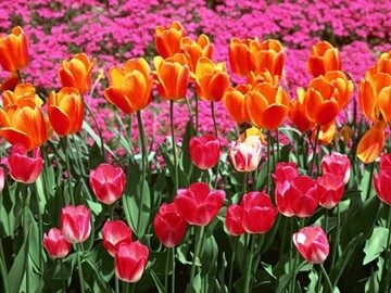 20* 花的勇气