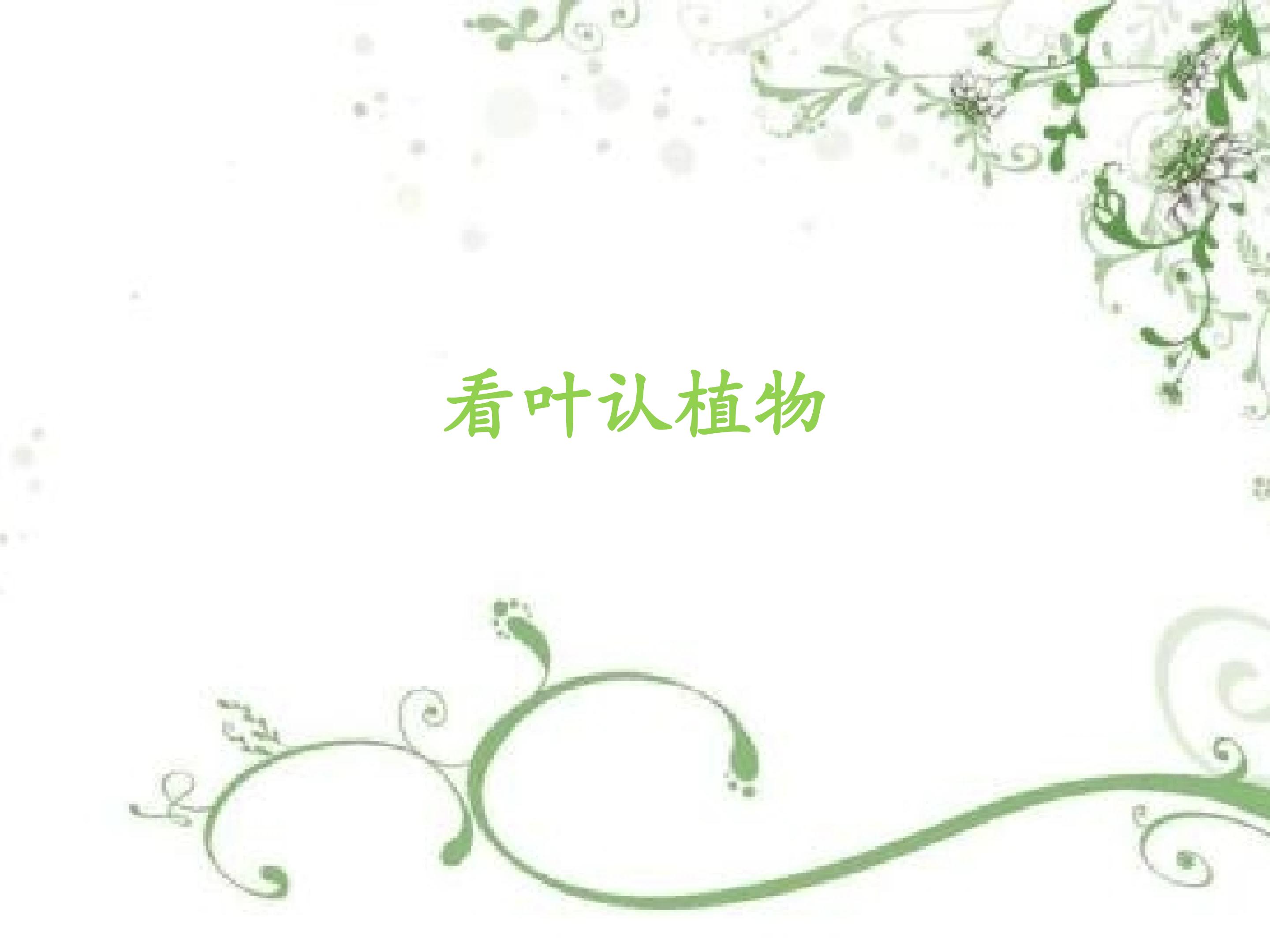 看叶认植物_课件1