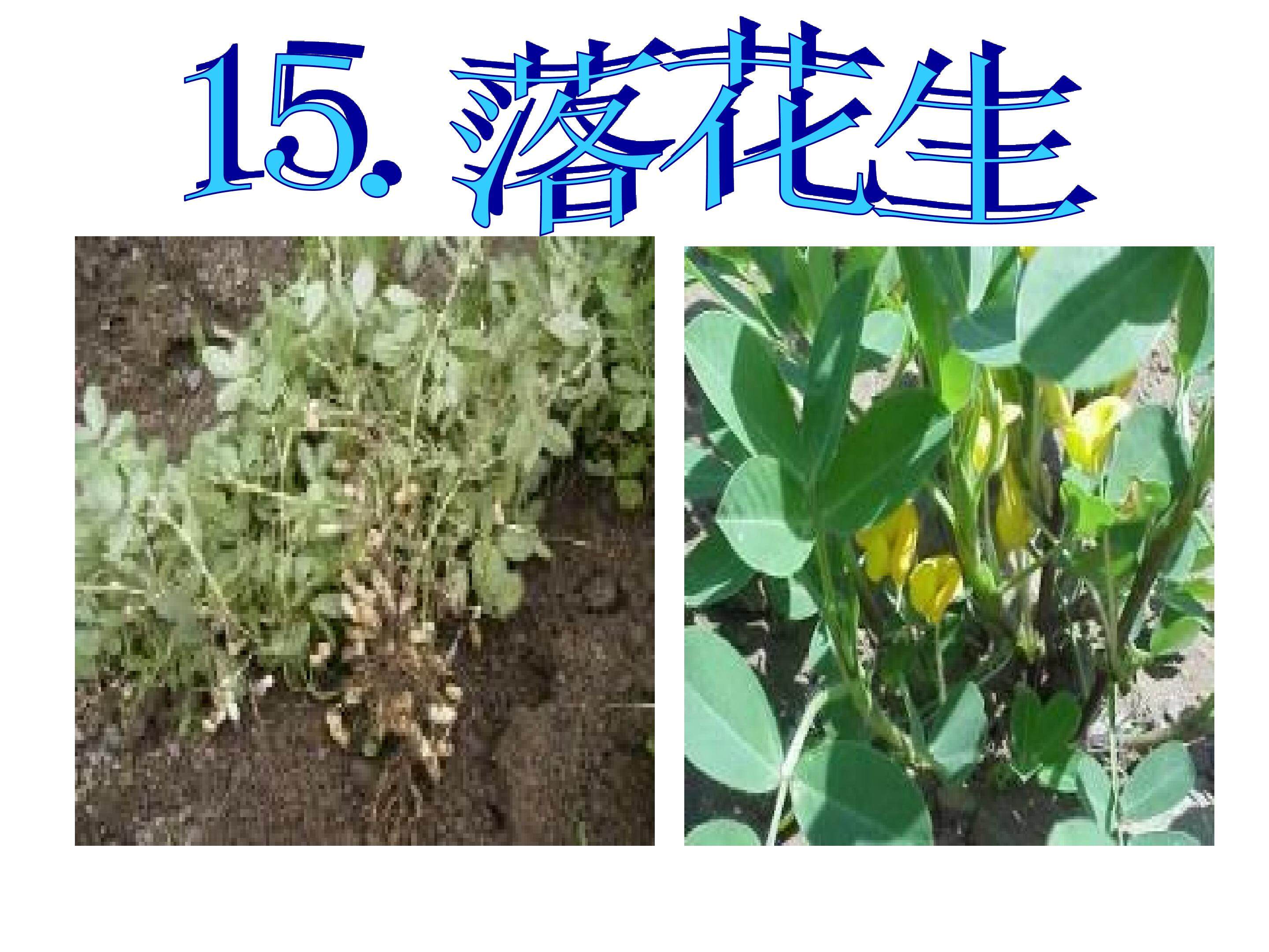 语文课件