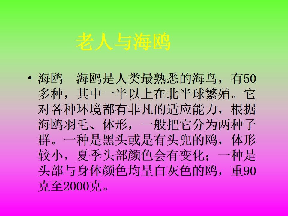 老人与海鸥