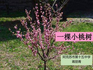 一棵小桃树