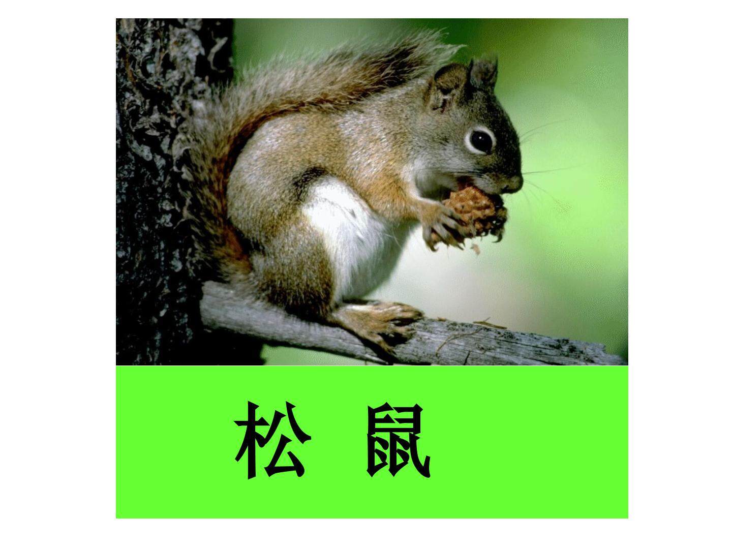 10 松鼠和松果 