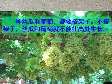 6 爬山虎的脚