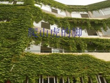 6 爬山虎的脚