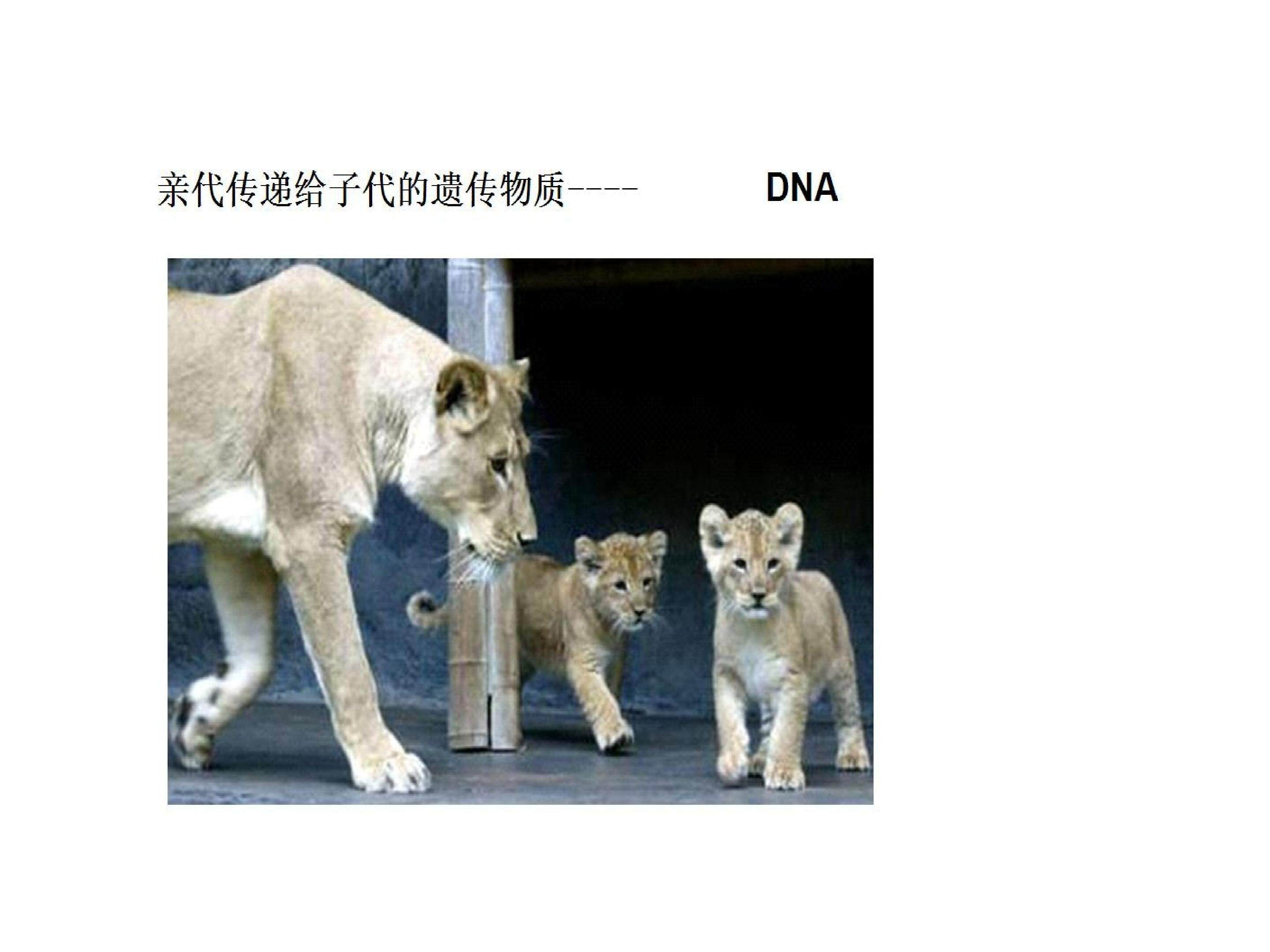 DNA的复制