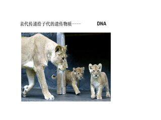 DNA的复制