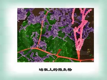 课题1　微生物的实验室培养 