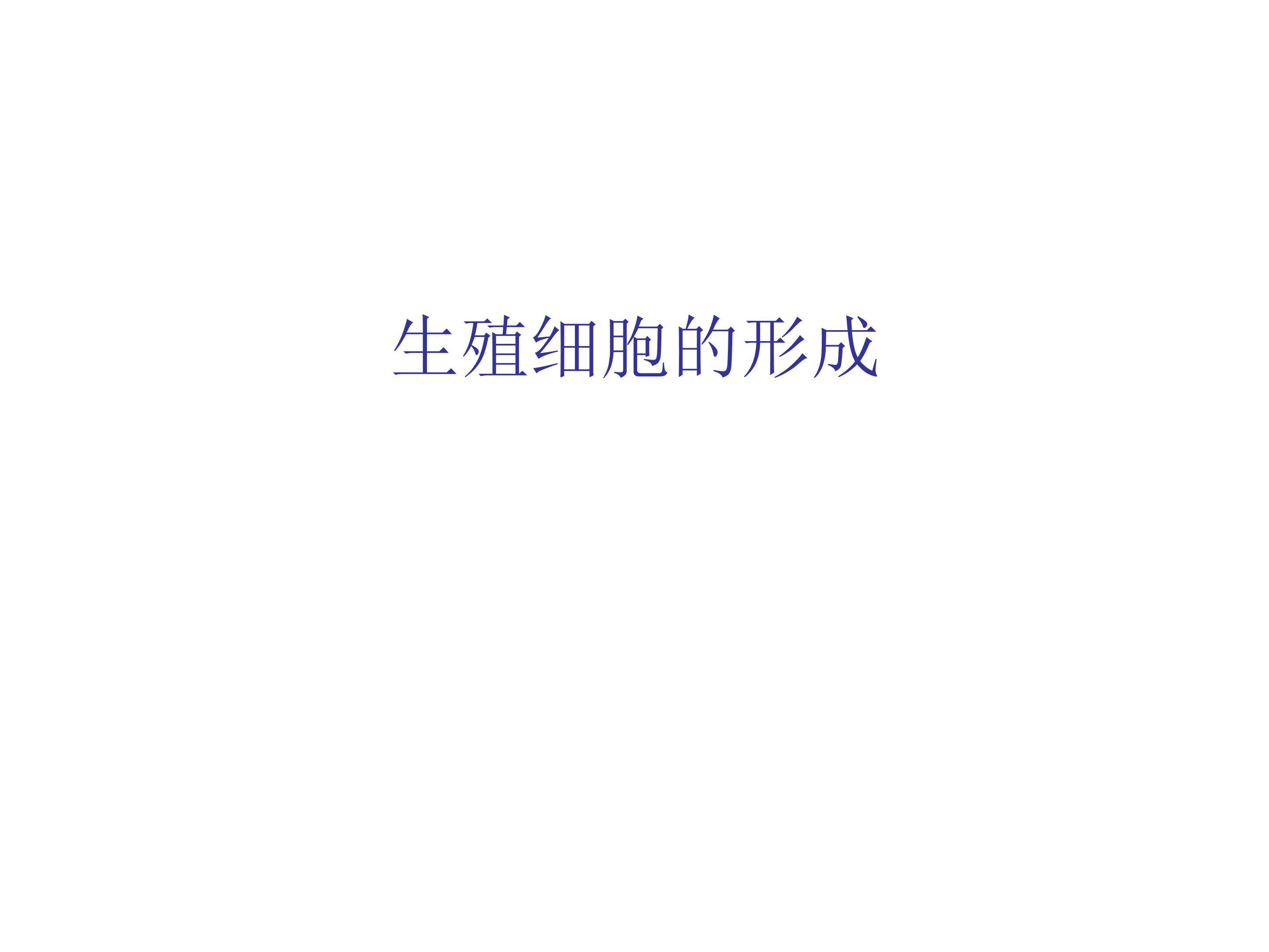 生殖细胞的形成_课件1