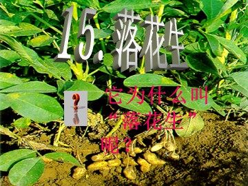 15 落花生
