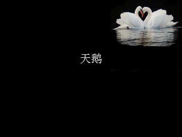 天鹅_课件1