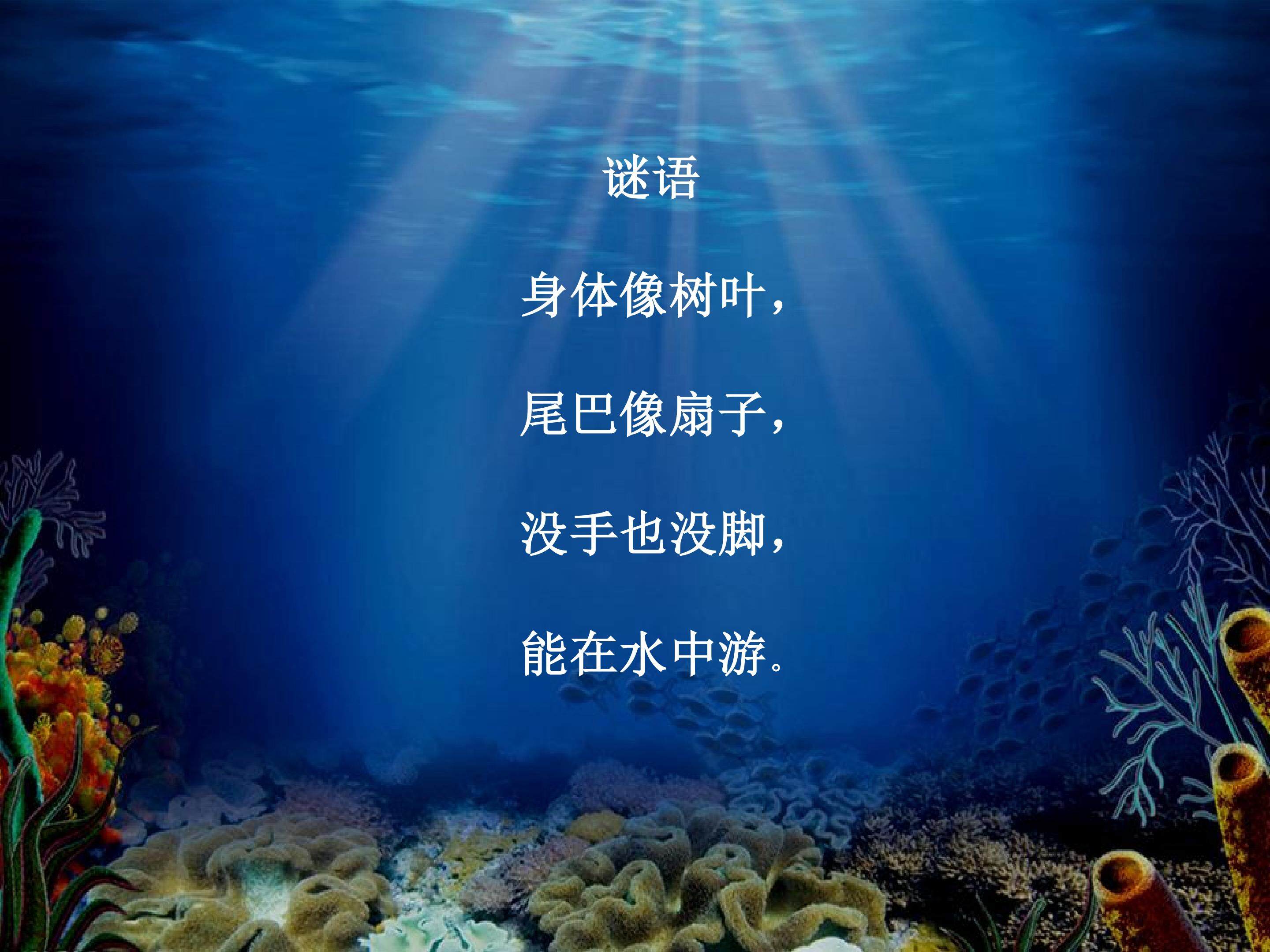 《谁画的鱼最大》