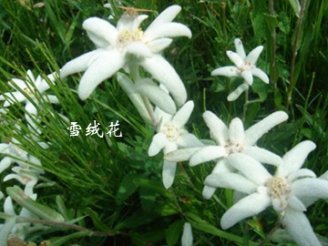 雪绒花_课件1