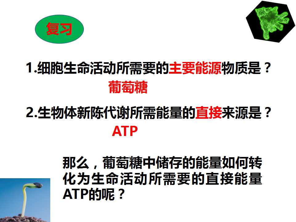 ATP的主要来源——细胞呼吸