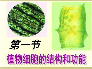 植物细胞结构与功能