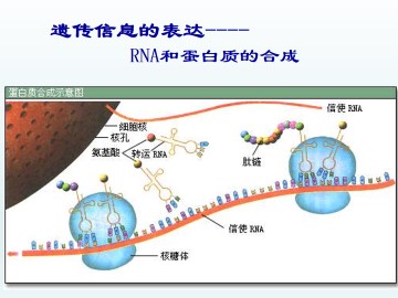 遗传信息的表达——RNA和蛋白质的合成_课件1