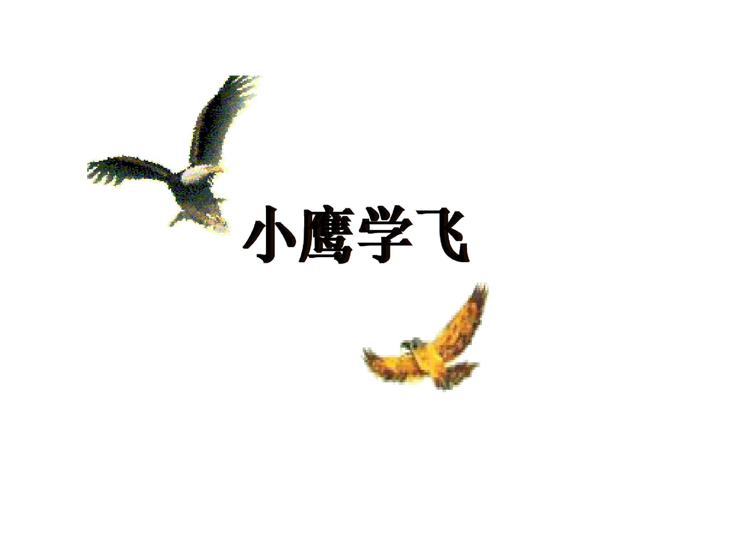 小鹰学飞_课件1