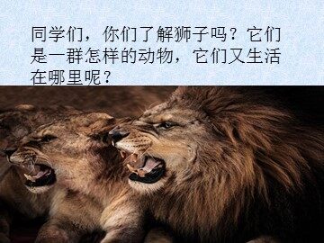 3 小狮子爱尔莎