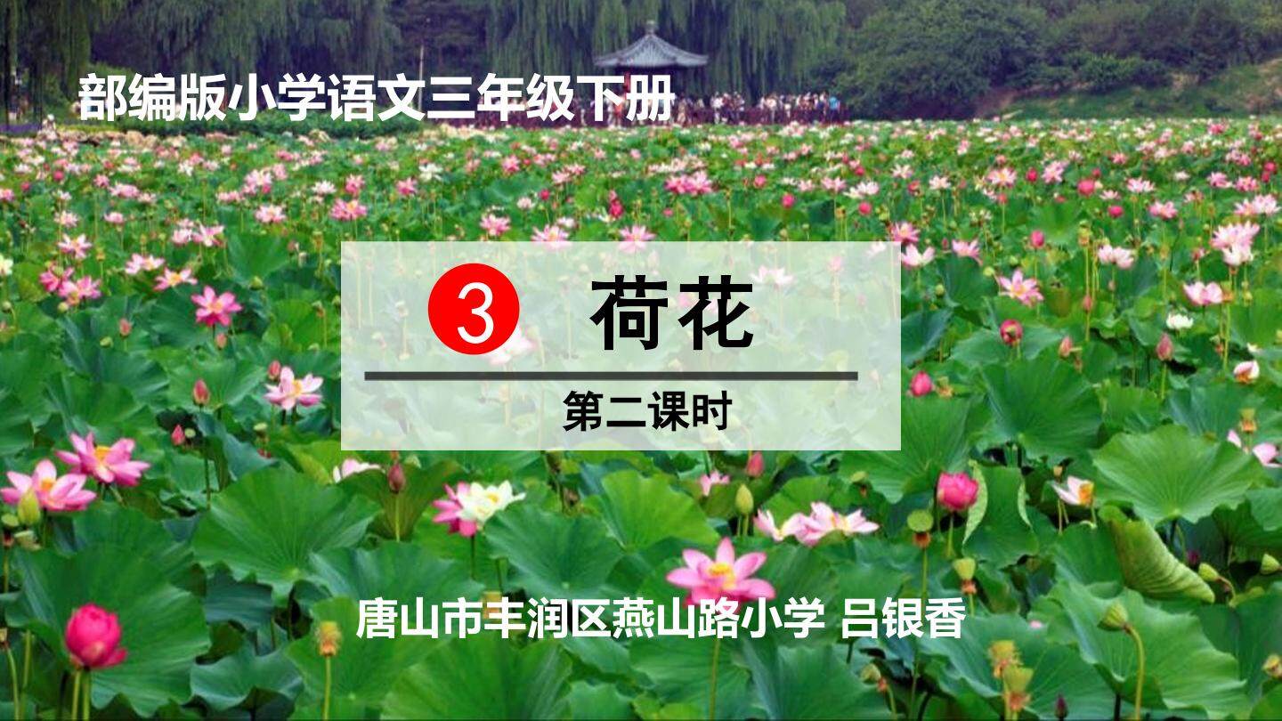 荷花