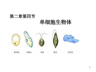 单细胞生物体