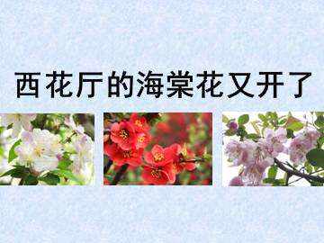 西花厅的海棠花又开了_课件1