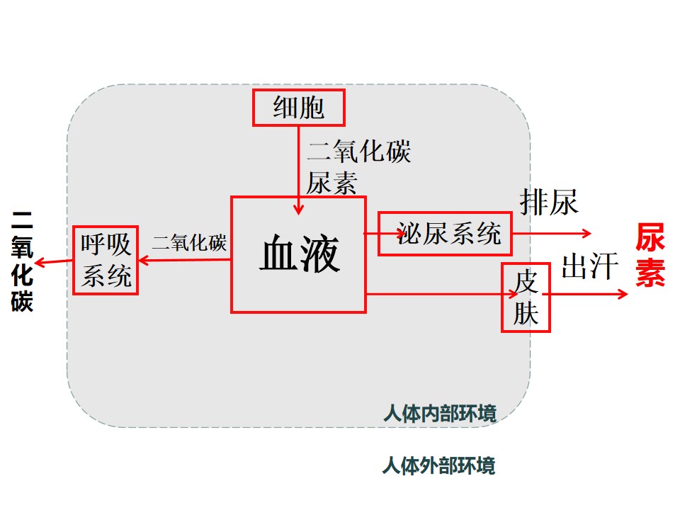 人体内废物的排出