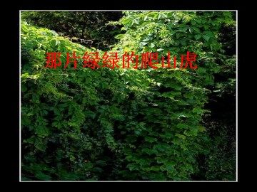 那片绿绿的爬山虎_课件1