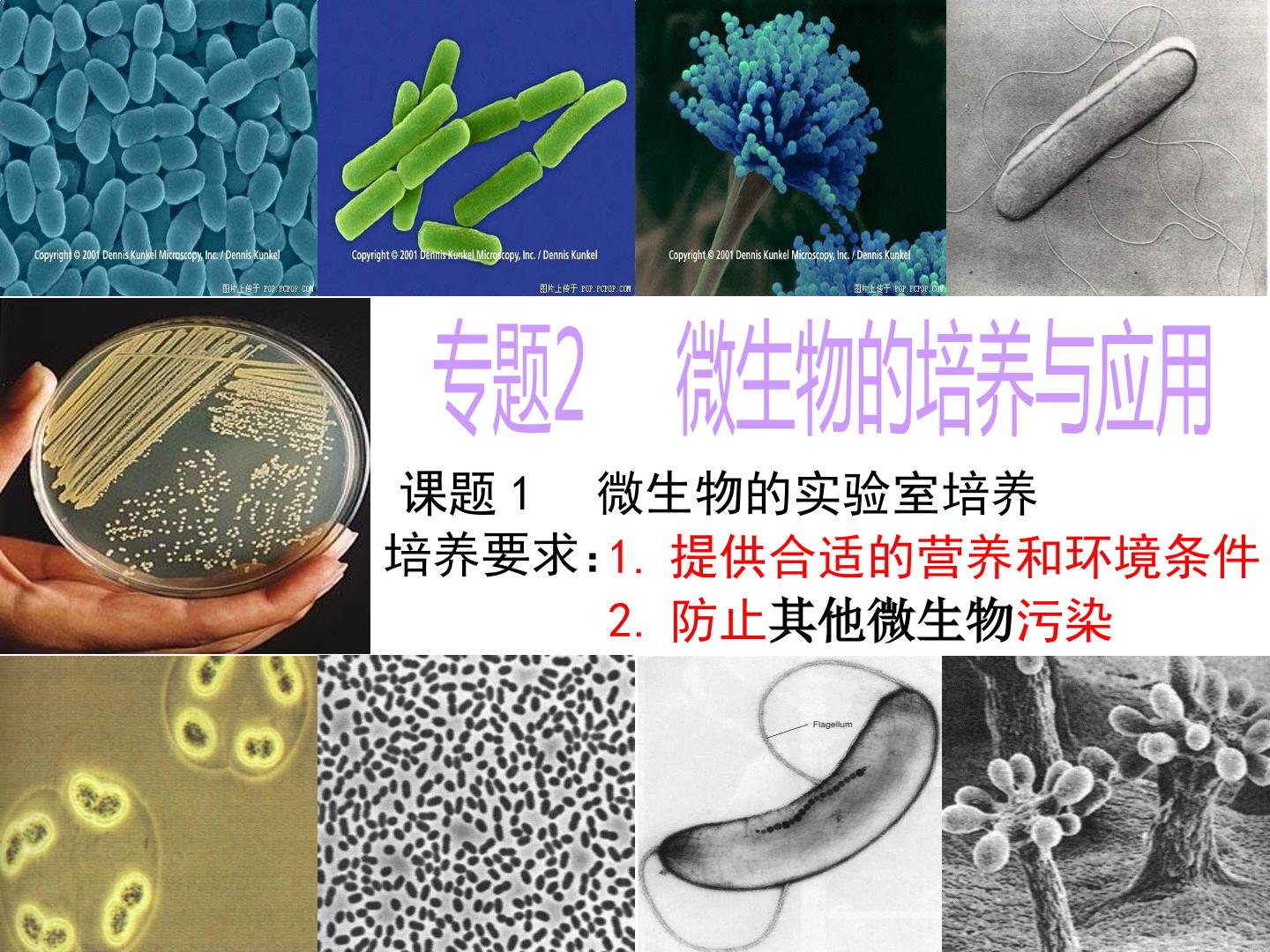 微生物的实验室培养