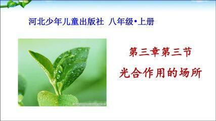 光合作用的场所