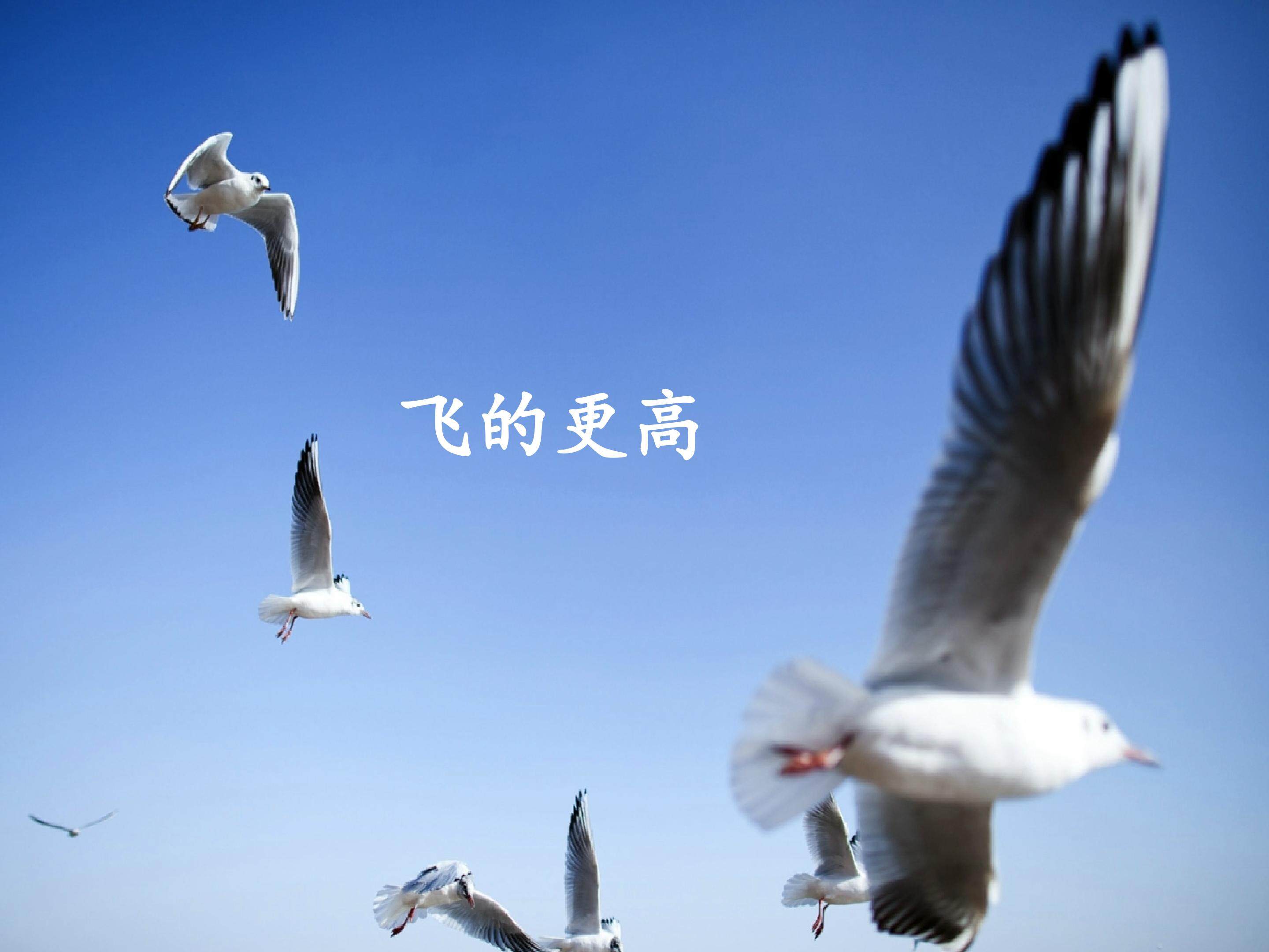 飞得更高_课件1